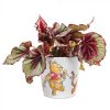 Disney Winnie The Pooh Daisy Chain Eco Pot (Set of 3)